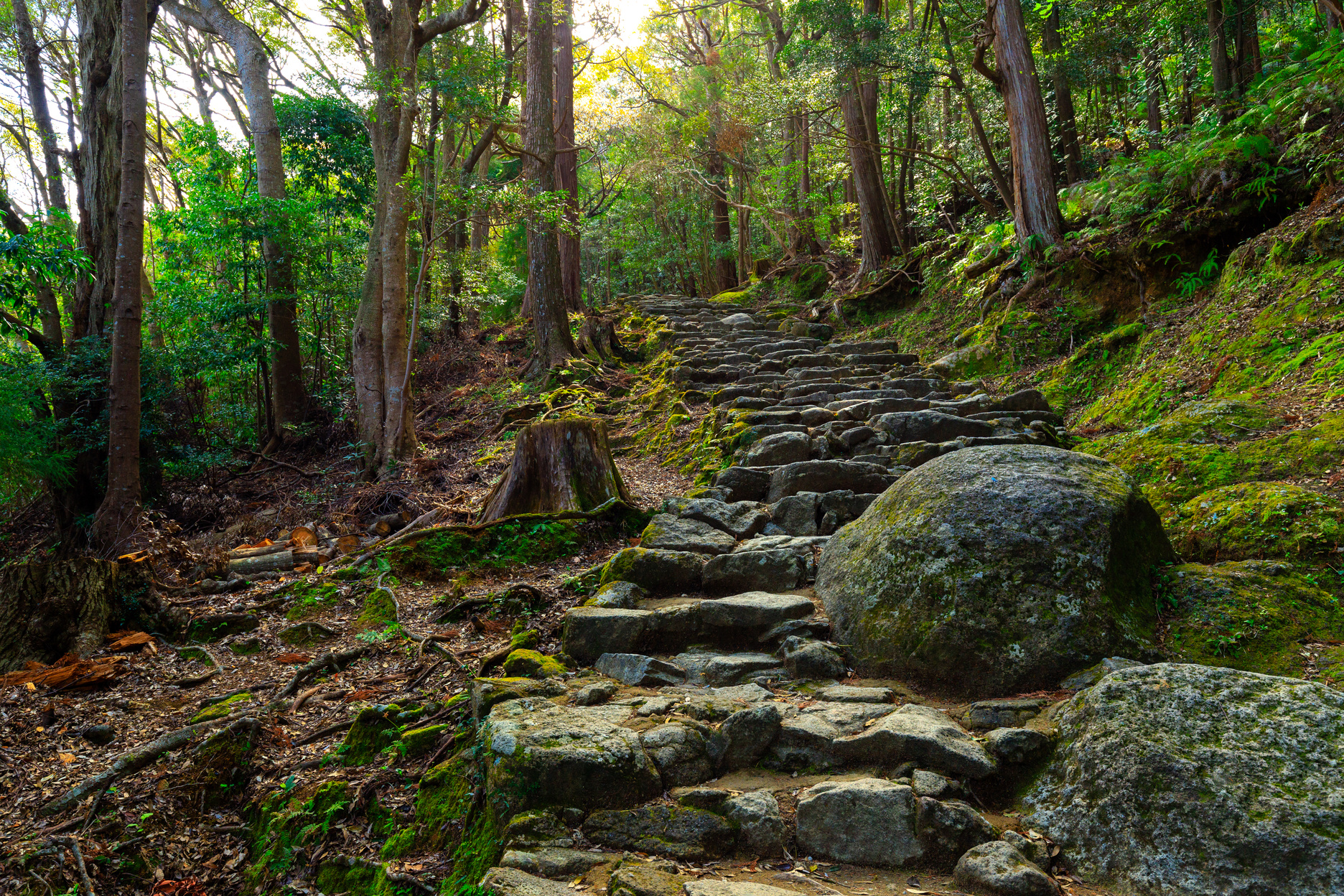 Combblestone Path in the Forest